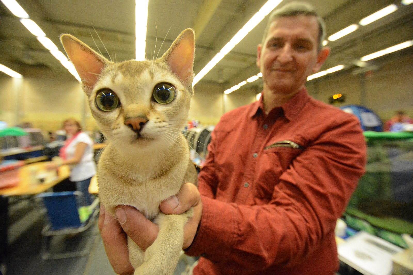 Nemzetközi macskakiállítás kezdődött Székesfehérváron