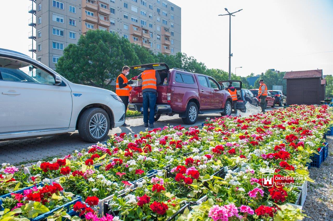 Virágos Székesfehérvár - 214 ezer növényt osztanak ki a városban
