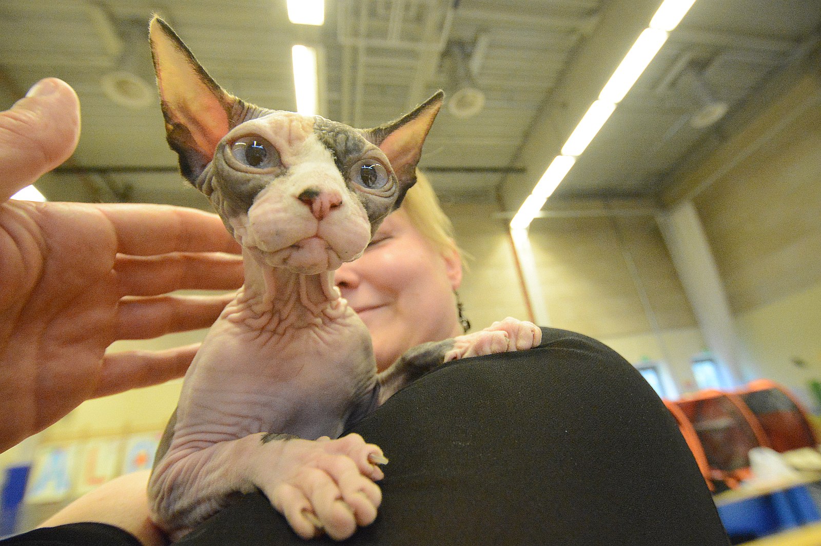 Különleges cicafajták Székesfehérváron – vasárnapig vár a macskakiállítás