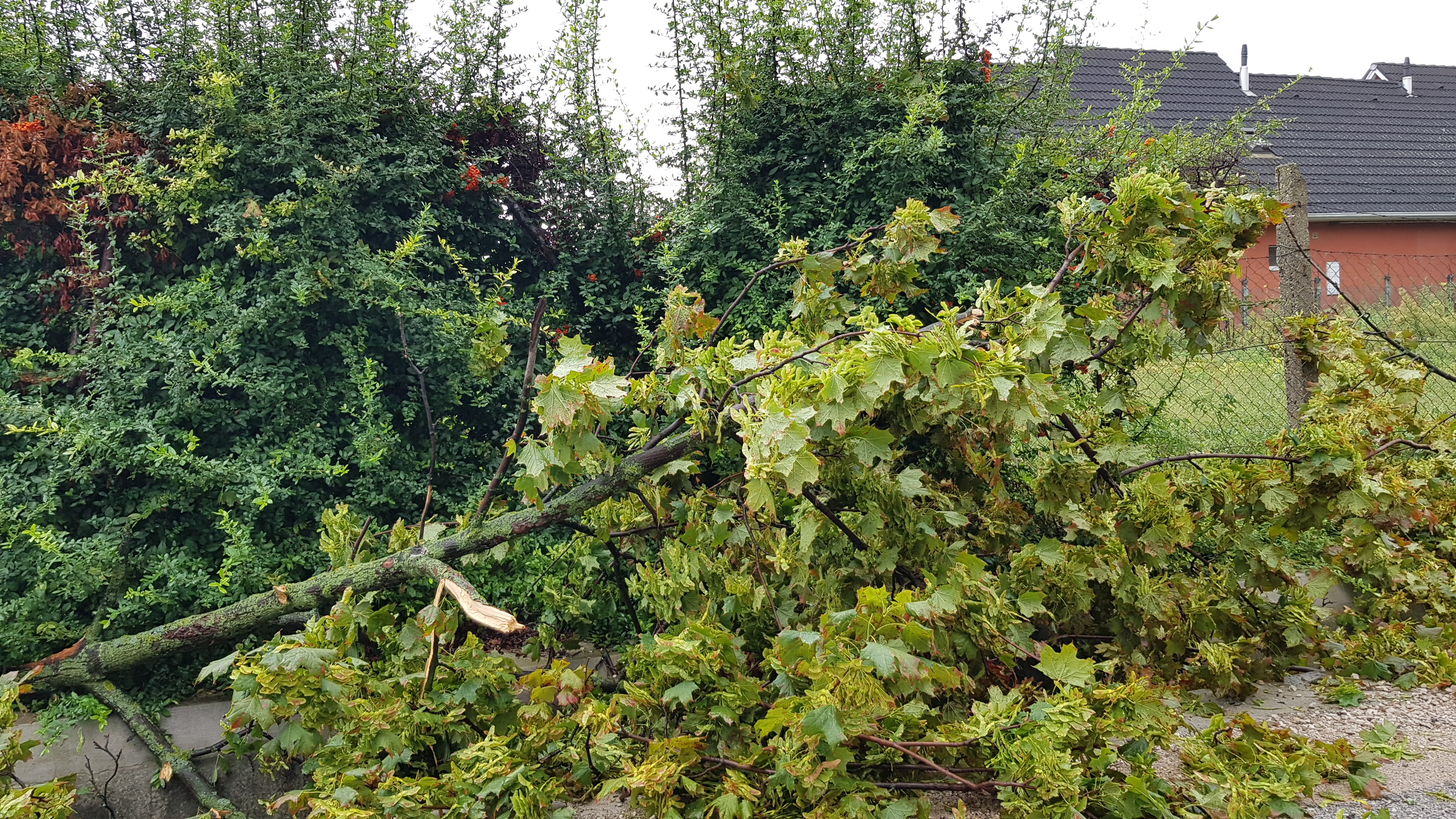 Kidőlt fák, leszakadt ágak - lecsapott a vihar Fehérváron