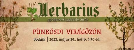 Pünkösdi virágözön Bodajkon – folytatódnak május 29-én a Herbarius túrák