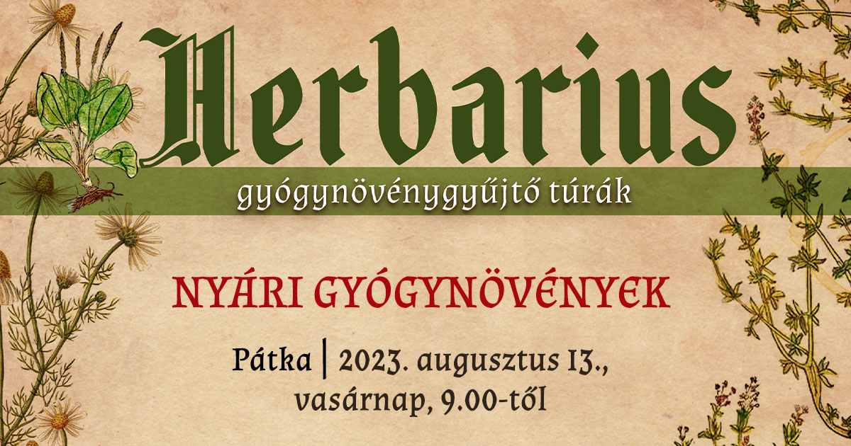 Pátkán folytatódnak vasárnap a Herbarius gyógynövénygyűjtő túrák