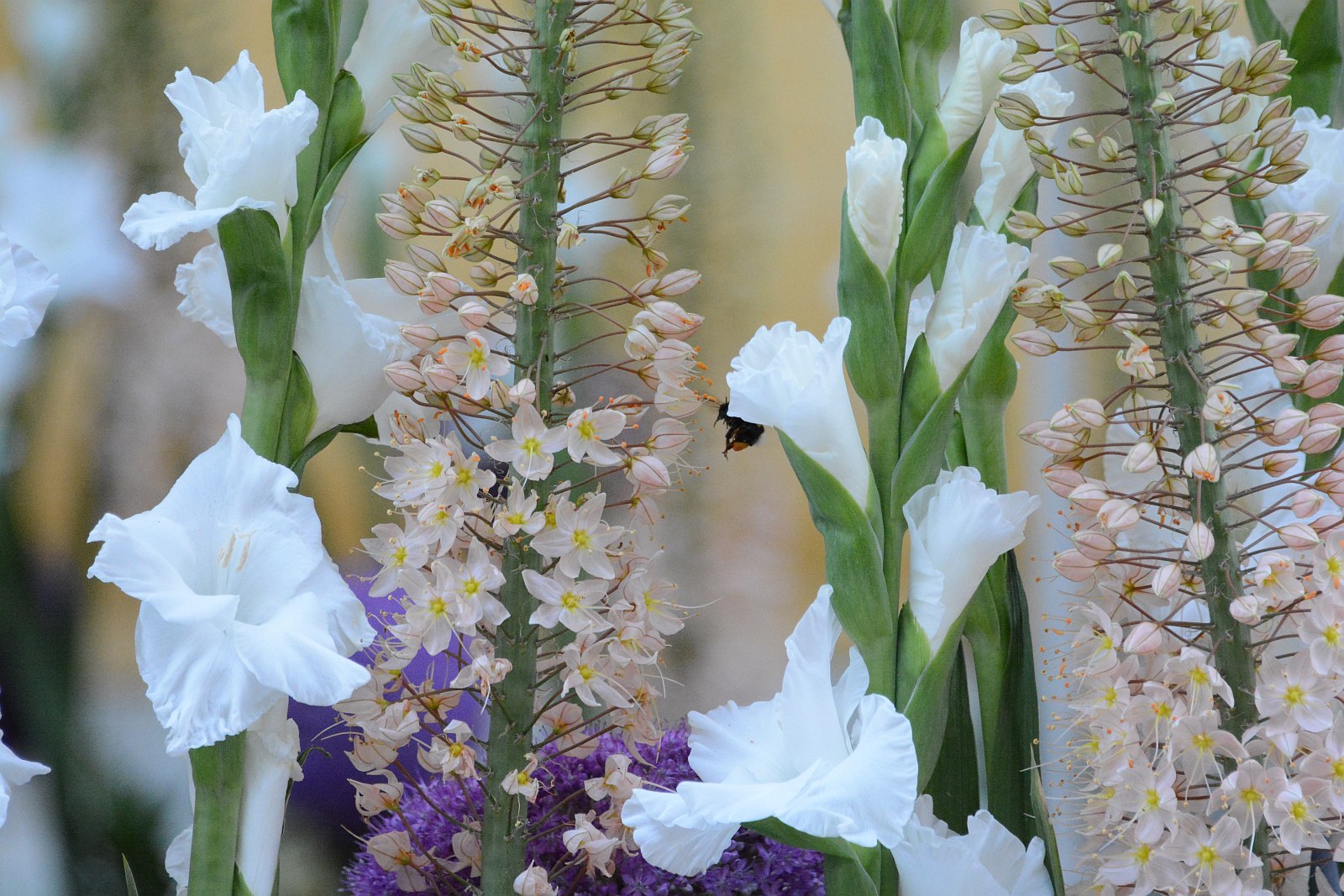 Pünkösdi Virágálom Székesfehérvár Belvárosában