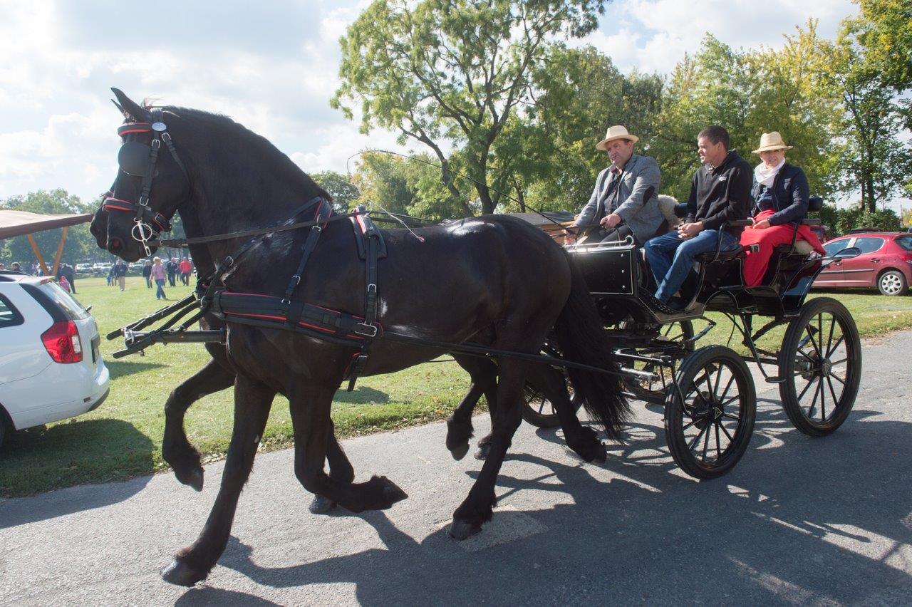Böndörödő a Maroshegyen szüreti felvonulással