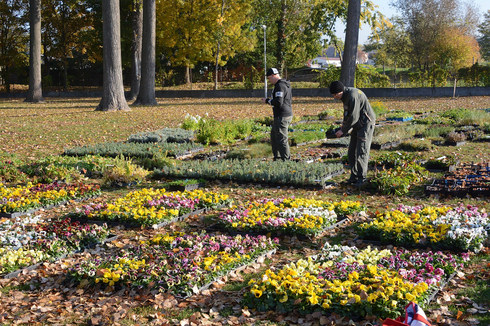 Elkezdődött húszezer évelő növényt kiosztása a Bregyóban