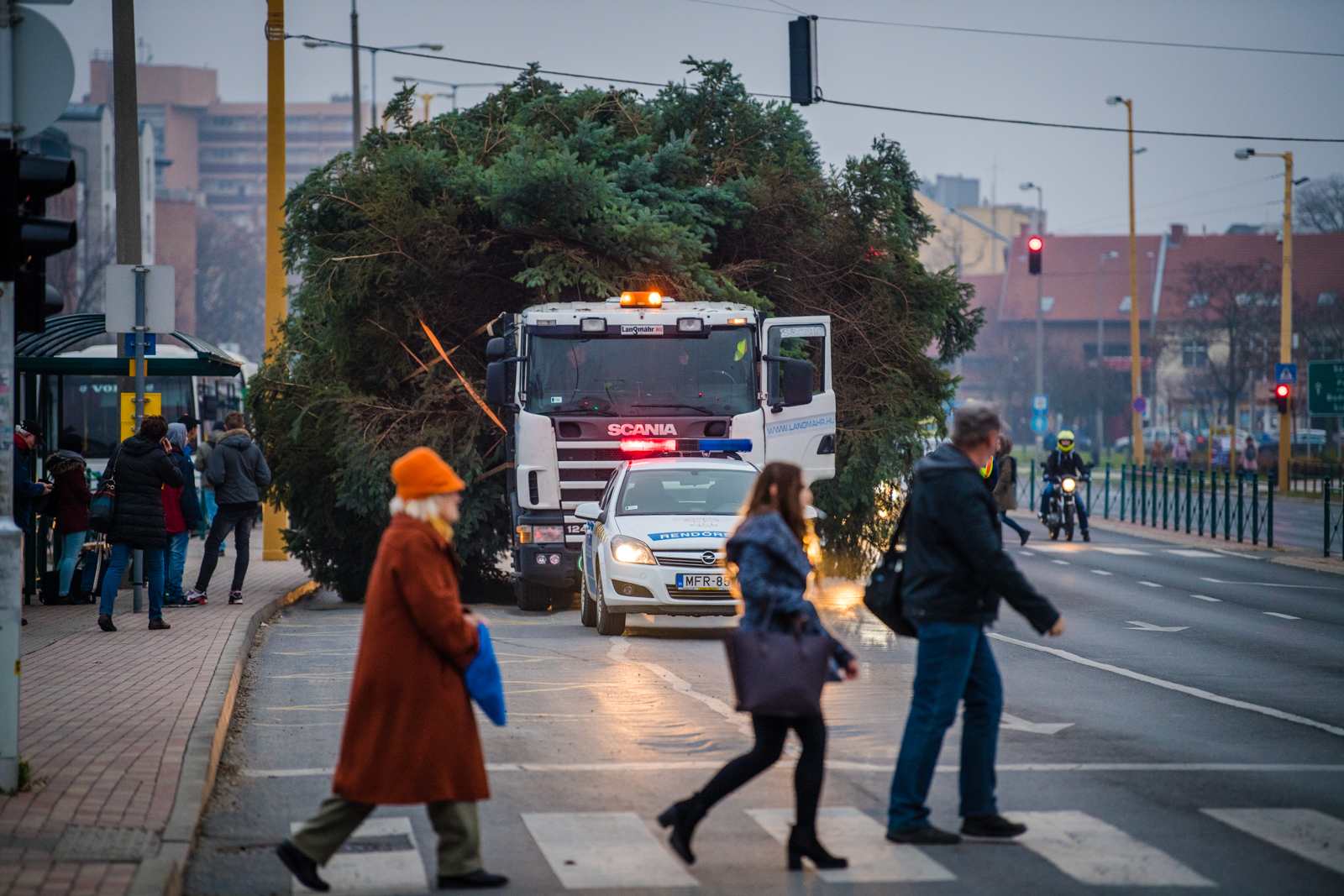 Így érkezett idén Székesfehérvár karácsonyfája a Városház térre