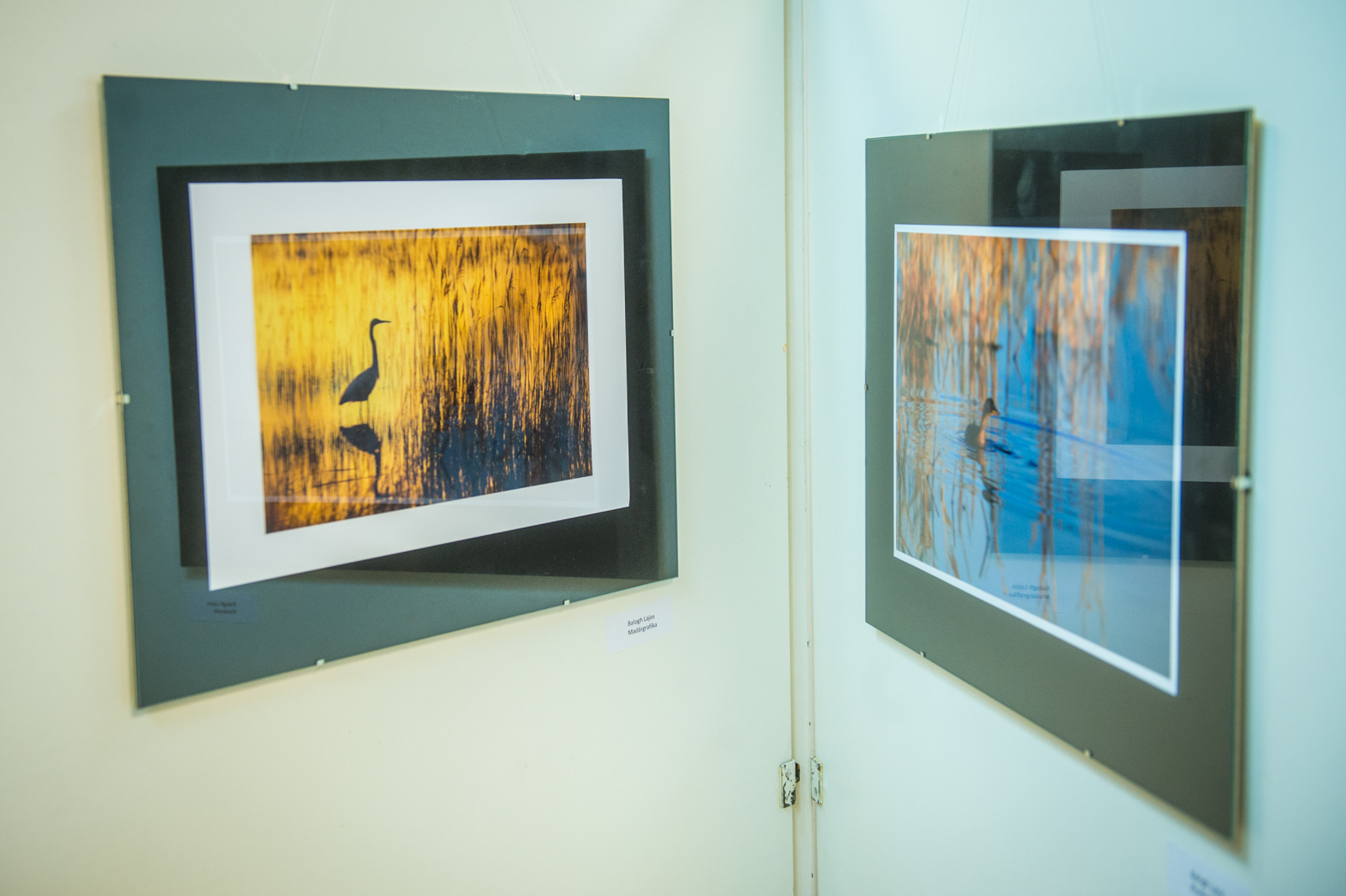 Balogh Lizi és Balogh Lajos fotókiállítása a Budai úti Könyvtárban