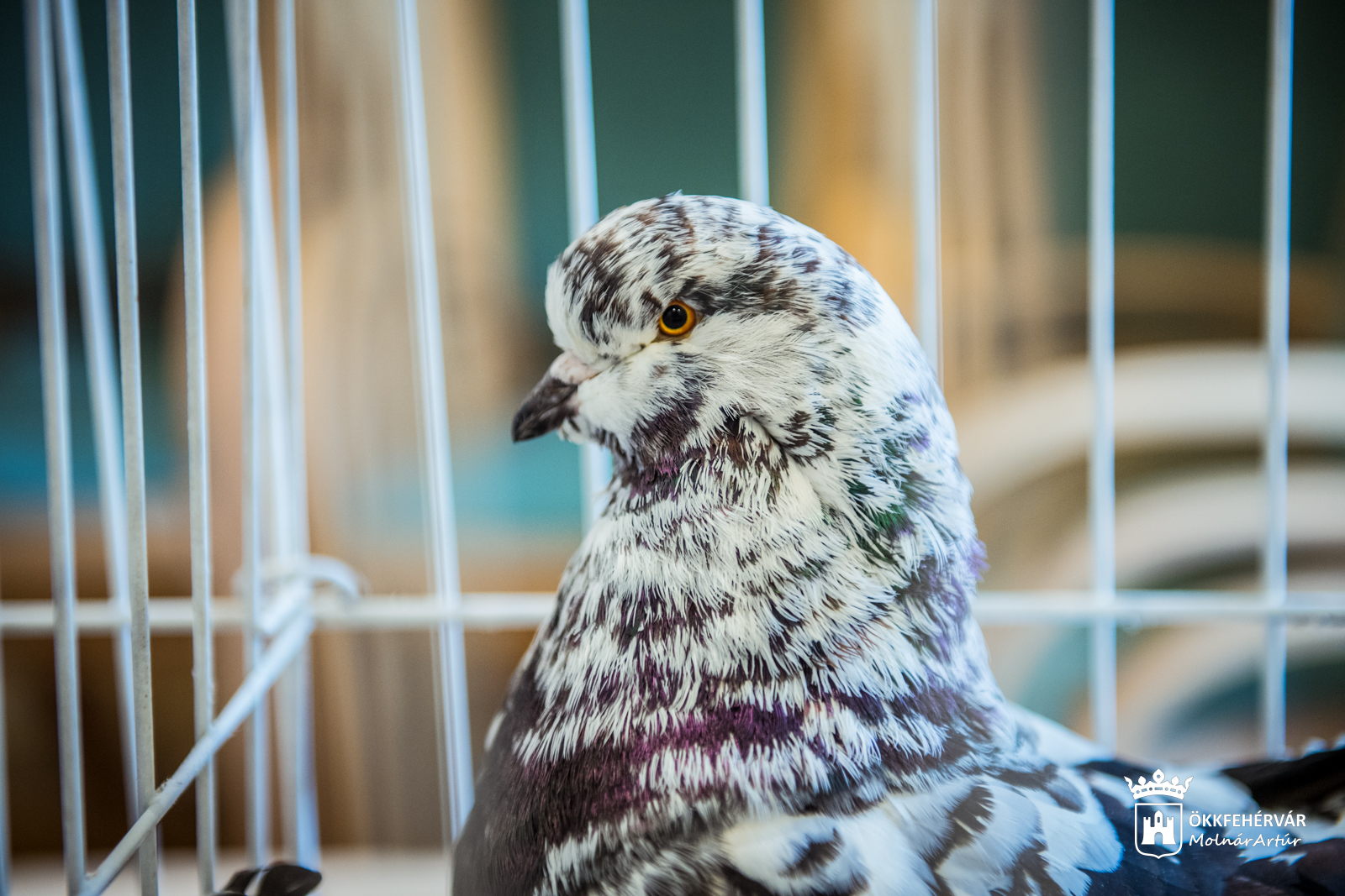 Kisállat-kiállítás lesz a hétvégén Székesfehérváron