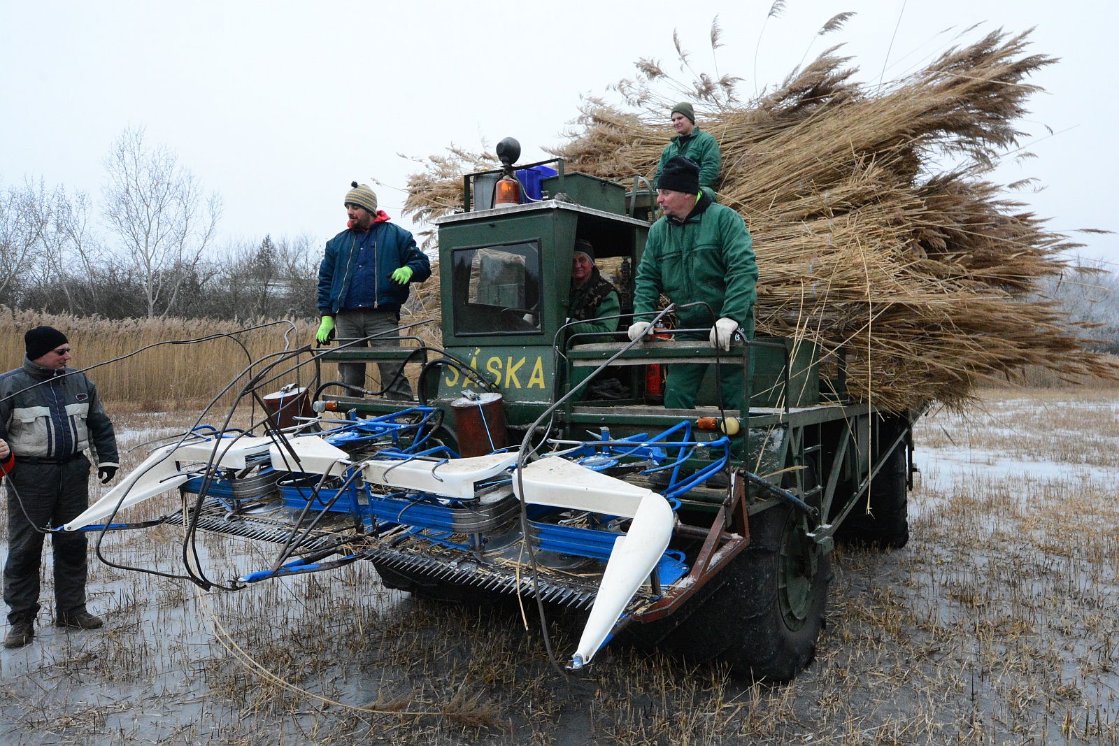 Nádaratás a Velencei-tavon