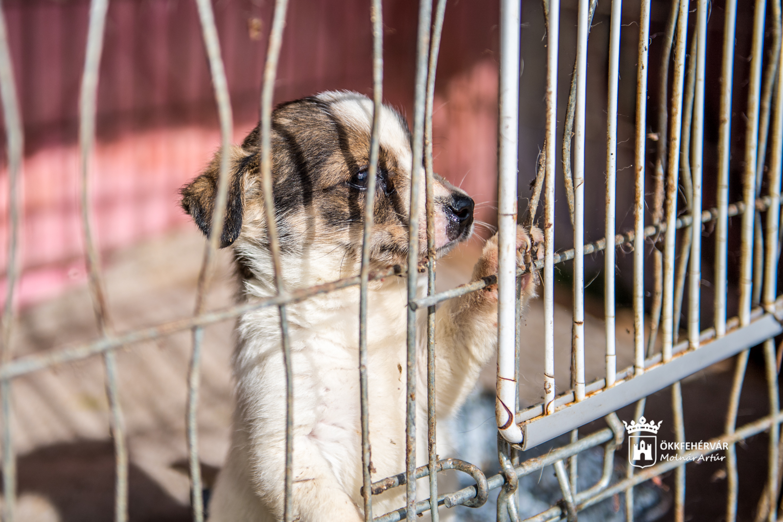 Polgármesteri látogatás az ASKA Alapítvány állatotthonában