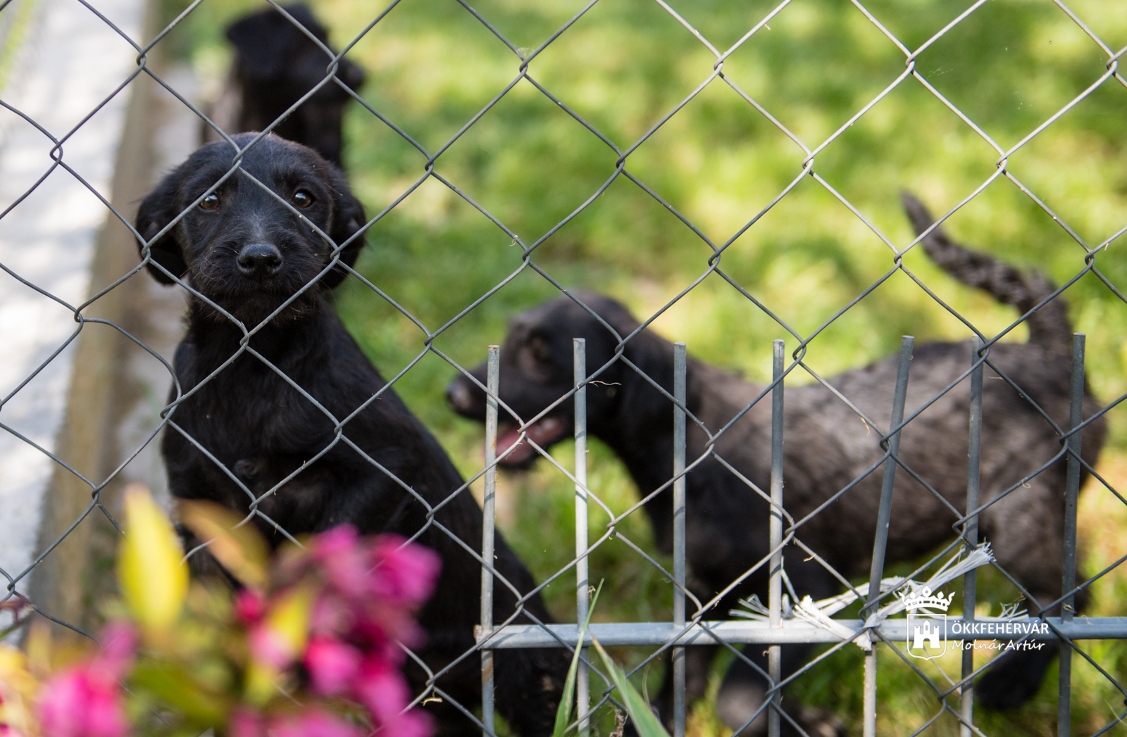 Polgármesteri látogatás a HEROSZ Fehérvári Állatotthonában