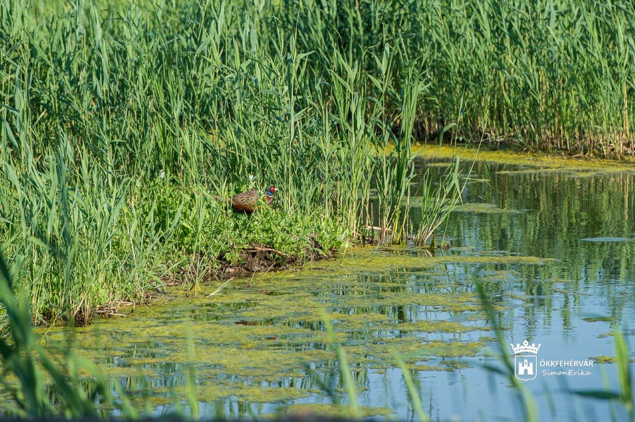 Madarak a Sóstó Természetvédelmi Területen