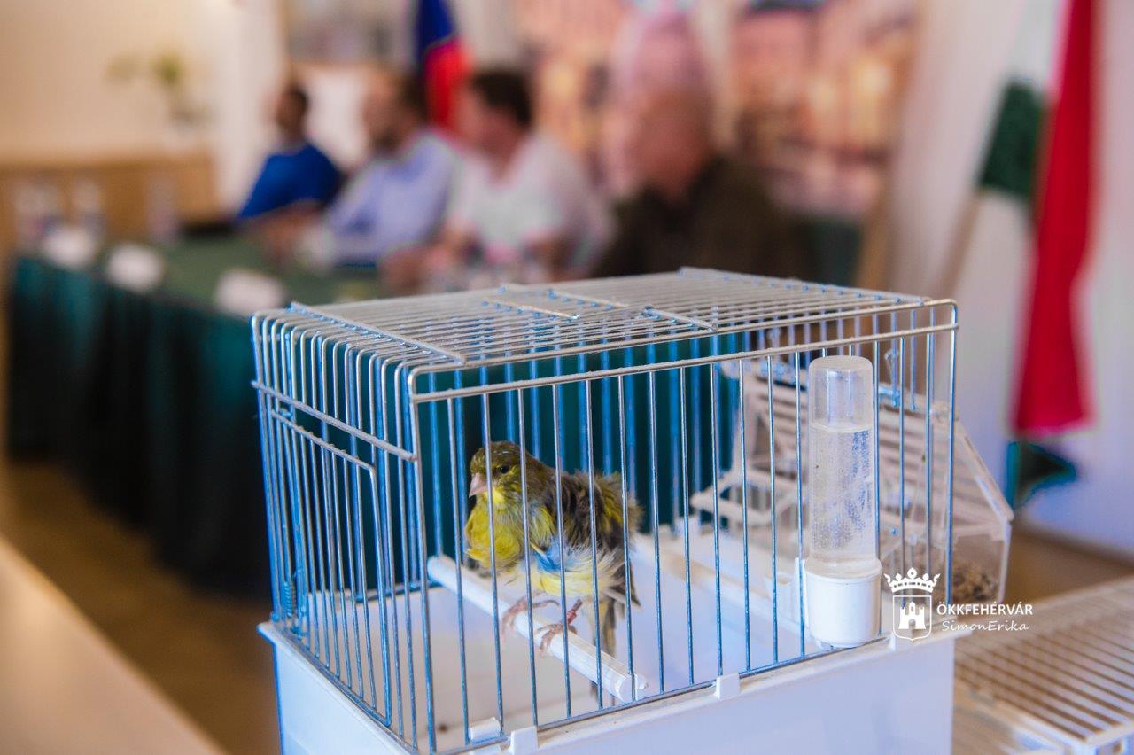 Színpompás díszmadarakat láthatunk