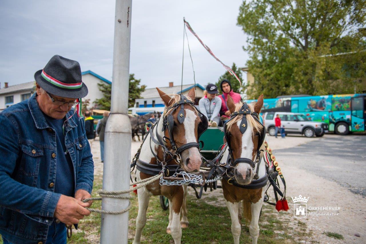 Szüreti mulatság a XI. Maroshegyi Böndörödőn