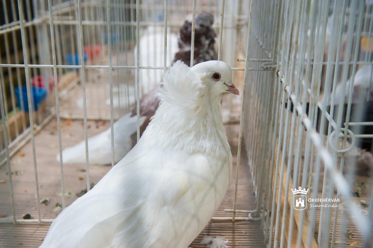 Vasárnap délutánig tart a kisállat kiállítás a Volán Sportcsarnokban