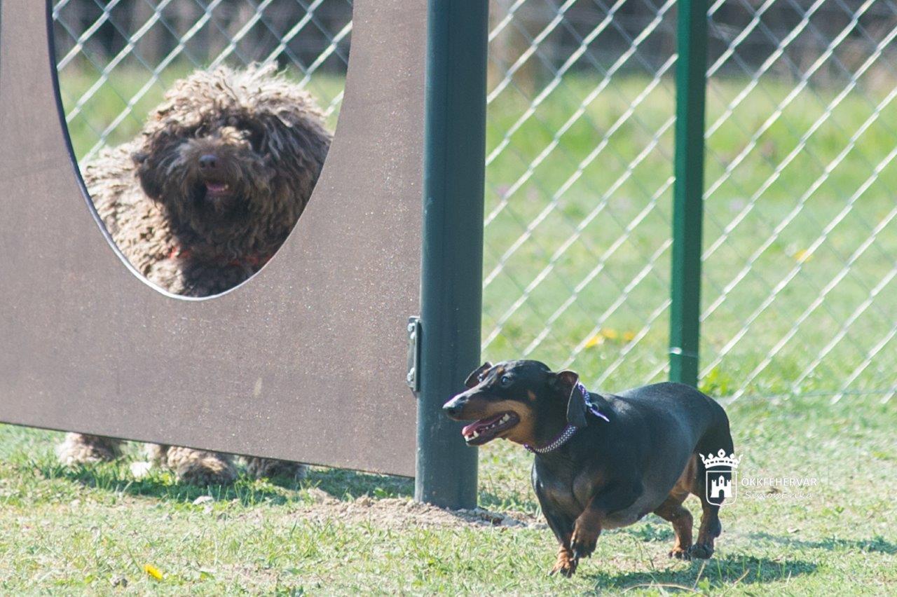 Nézze meg képeken az új öreghegyi kutyafuttatót