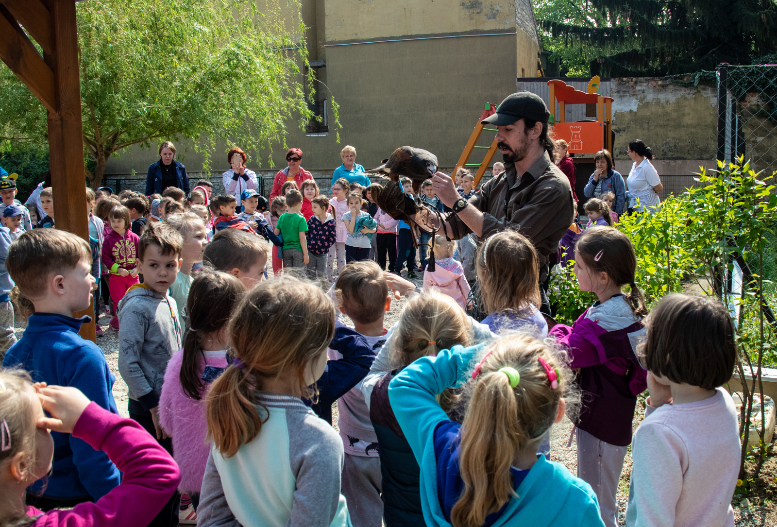Solymászbemutató a Belvárosi Brunszvik Teréz Óvodában