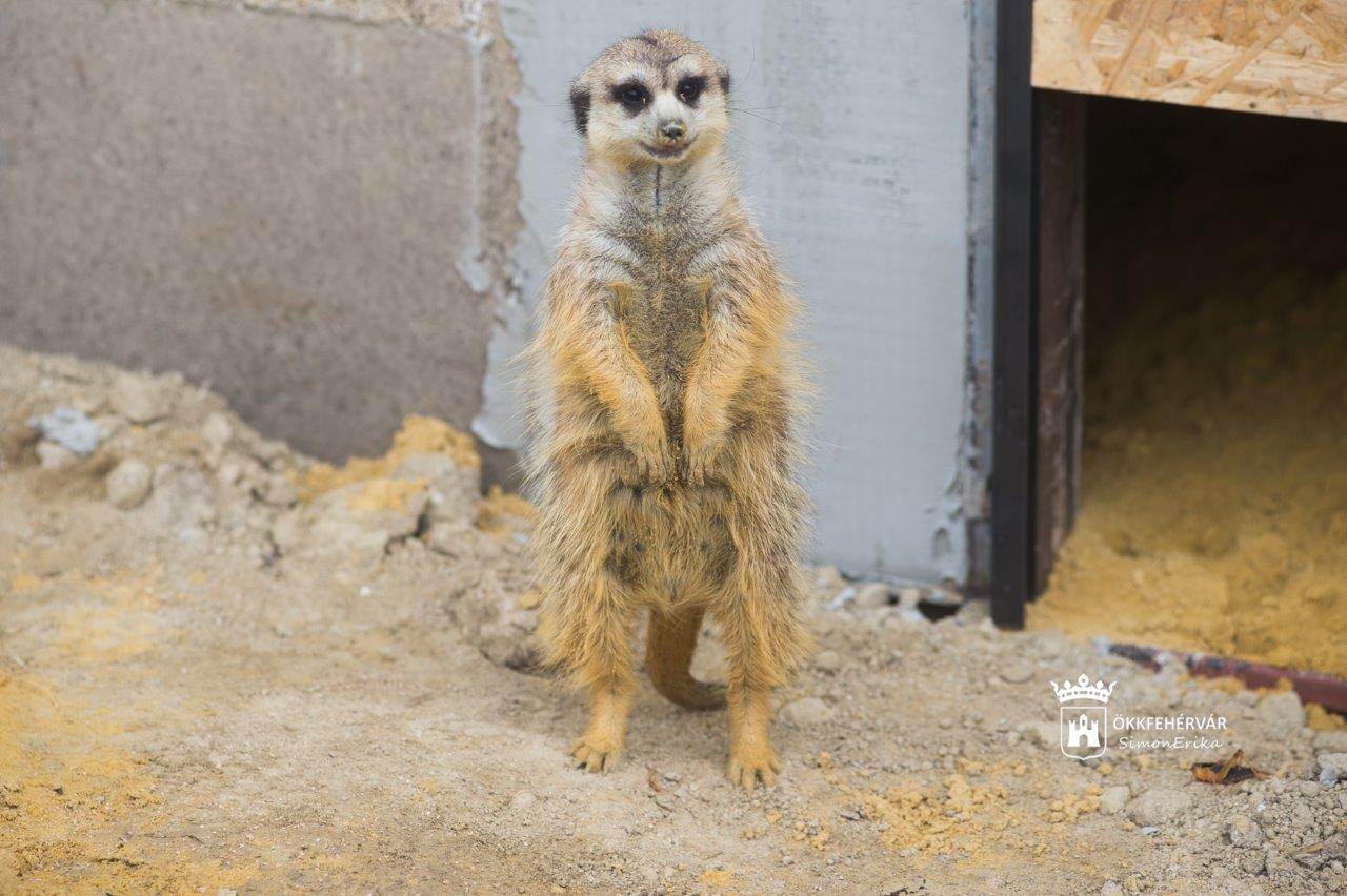Újra megnyitott Börgöndön az állatsimogató