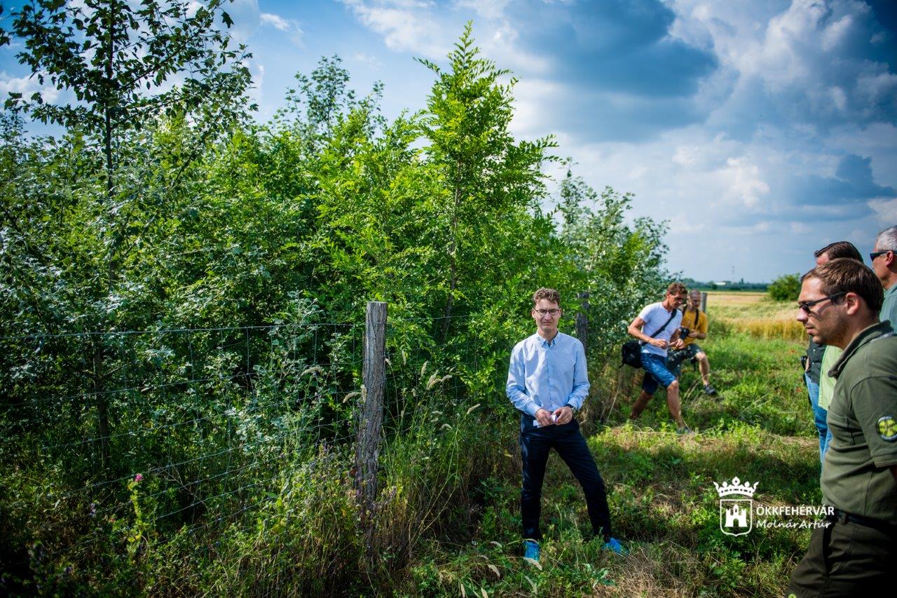 Bejárás a három éve telepített kísérleti erdősávnál