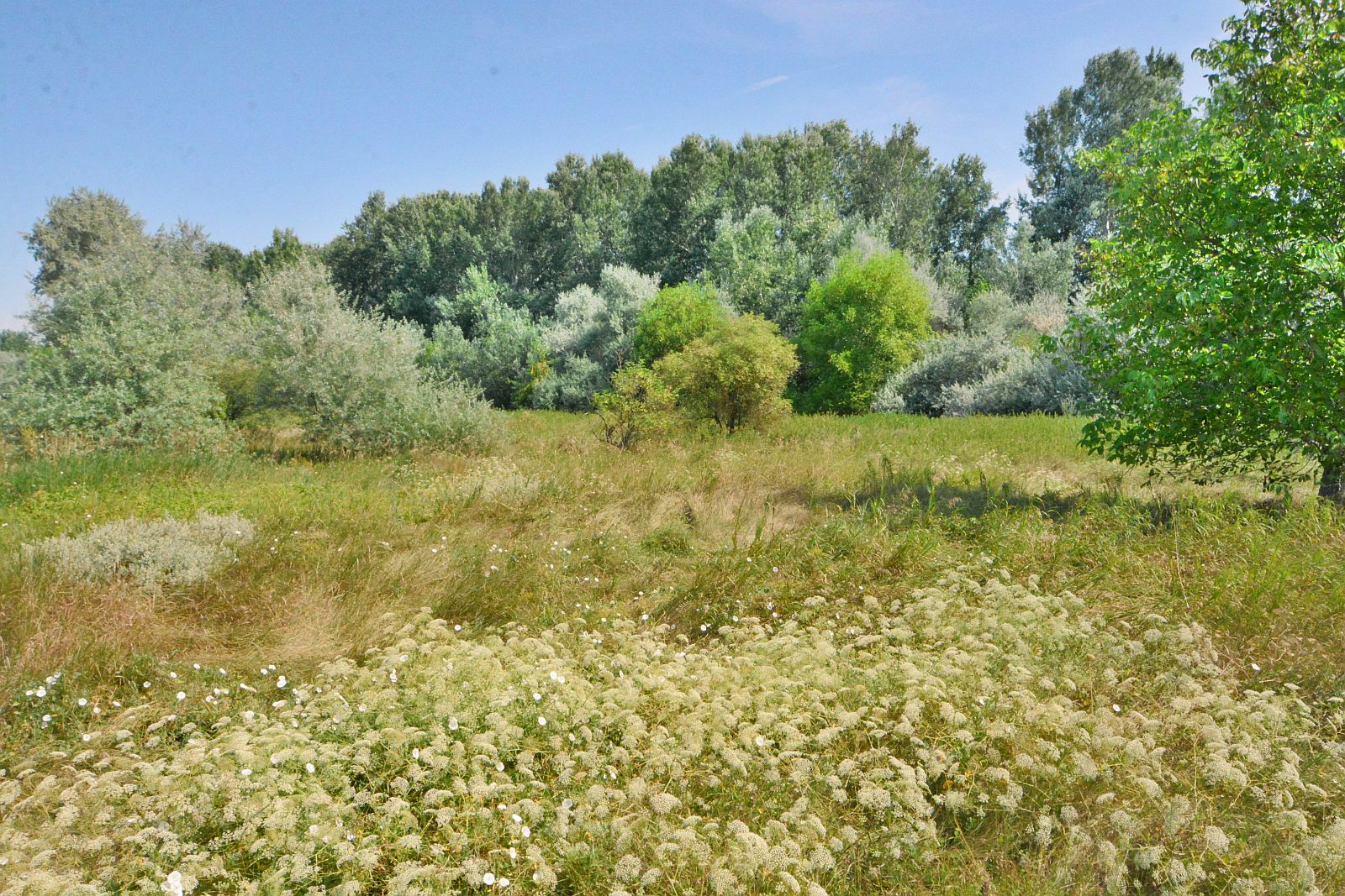 Virágok közt - nyári séta a Sóstó Természetvédelmi Területen