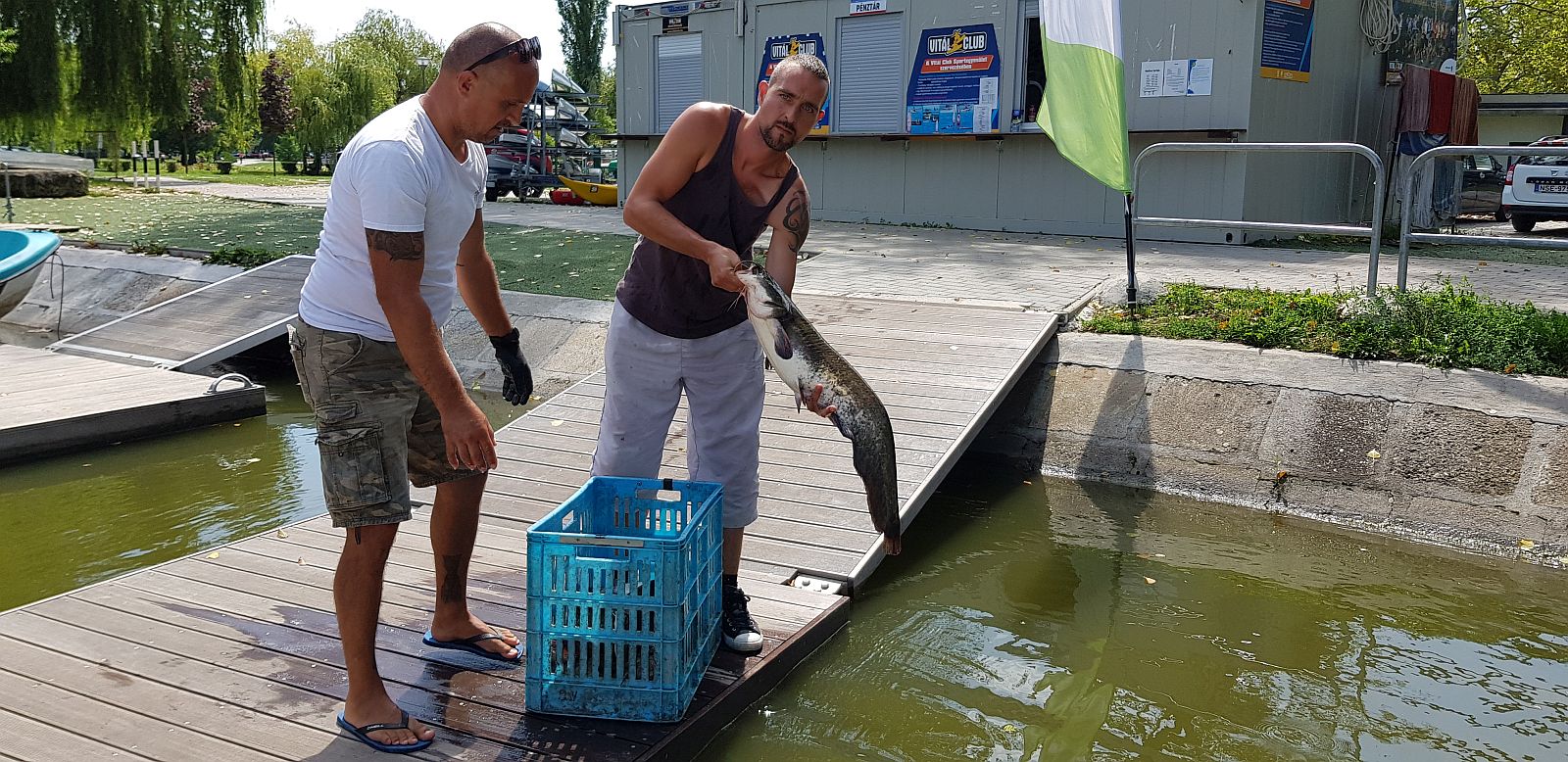 Szürkeharcsákat telepítettek a Csónakázó-tóba
