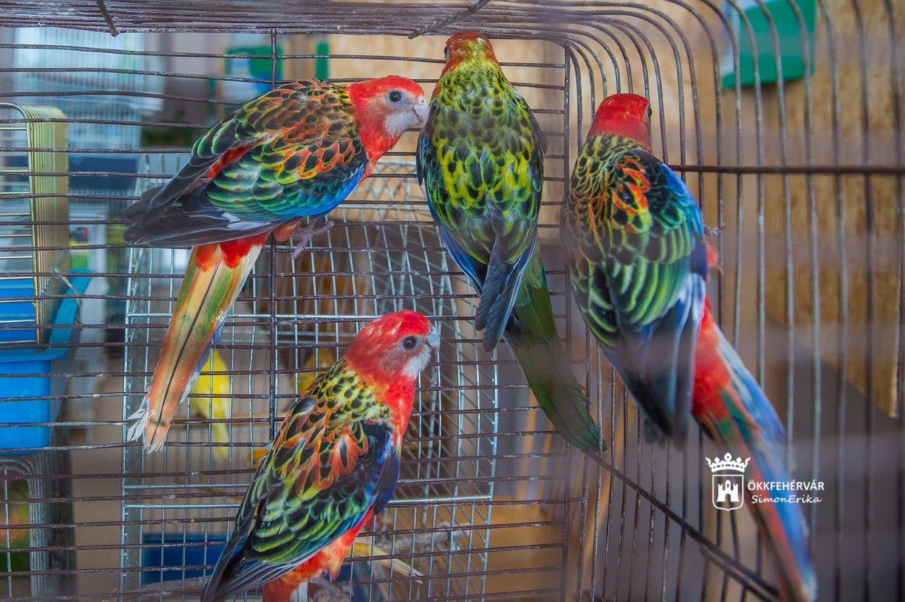 25. Országos Díszmadár-kiállítás a VOKE-ban