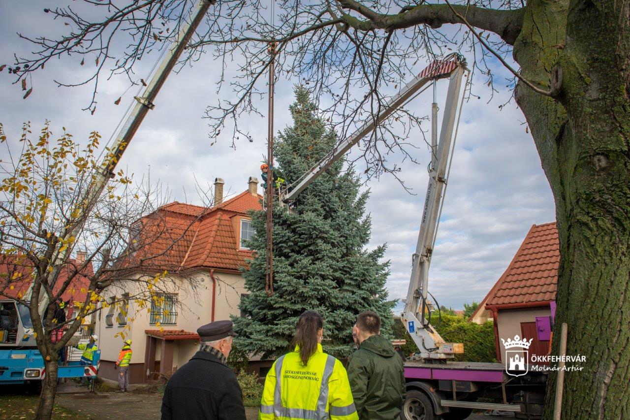 Így érkezett meg Székesfehérvár fenyőfája a Városház térre