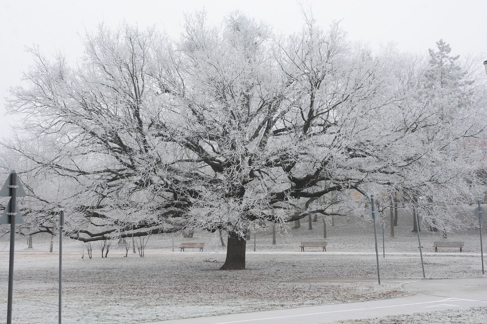Zúzmarás reggel Székesfehérváron