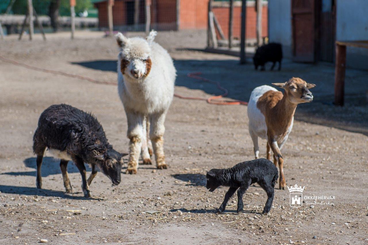 Új nyitva tartási rend a Börgöndpusztai Állatsimogatóban