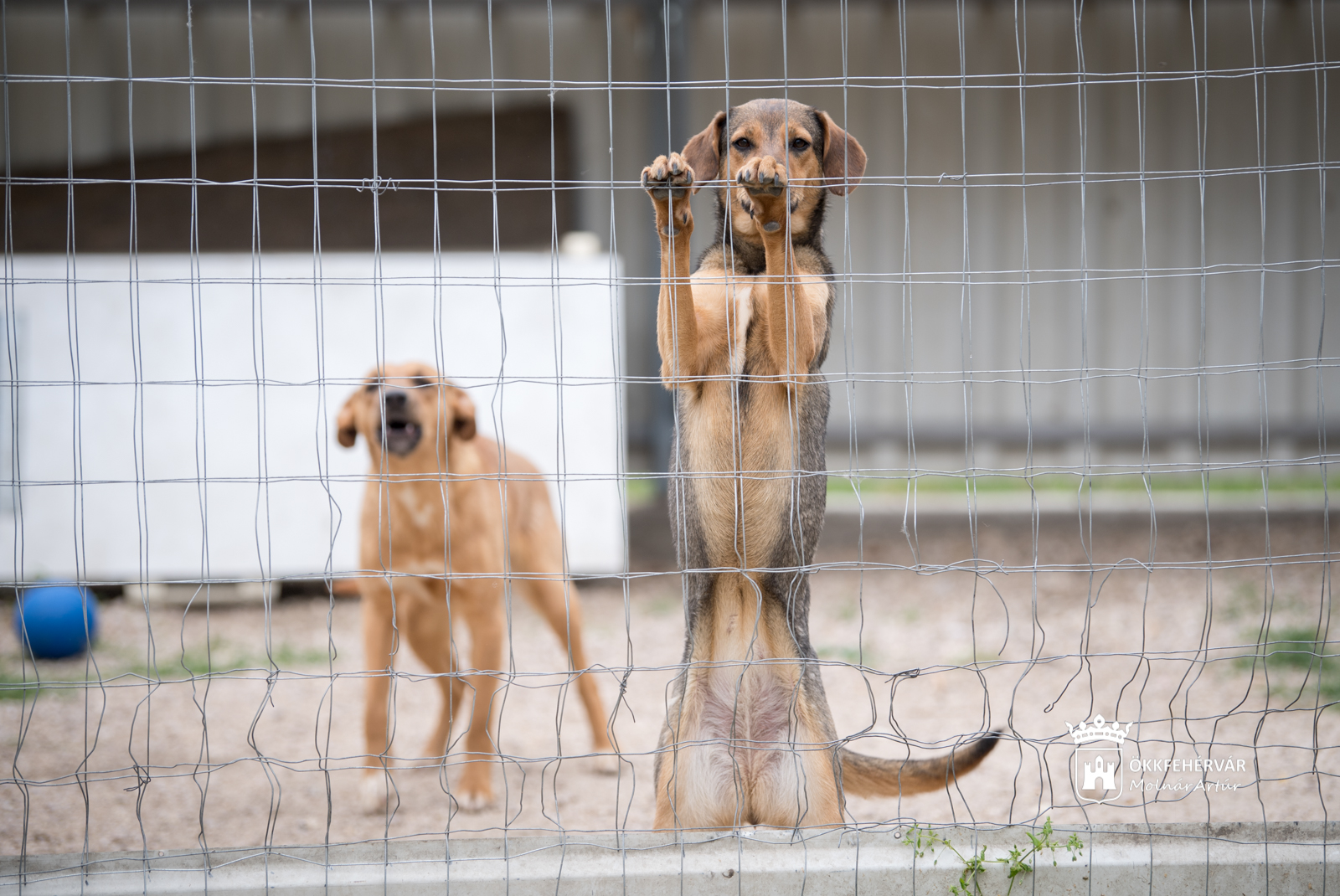 Örökbefogadás és adományozás az ASKA állatmenhelyen
