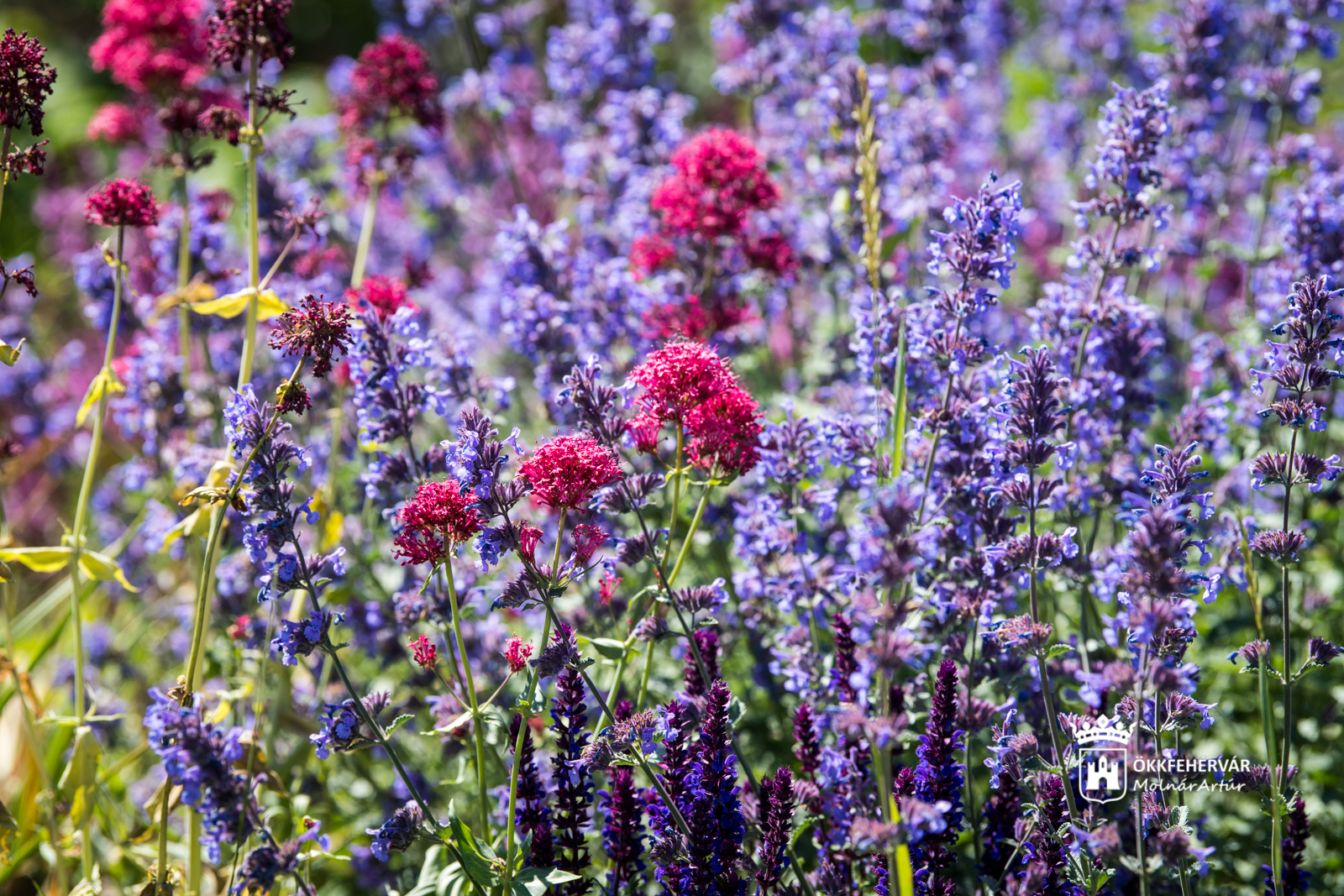 Színpompás évelő virágok a Seregélyesi úti körforgalomban