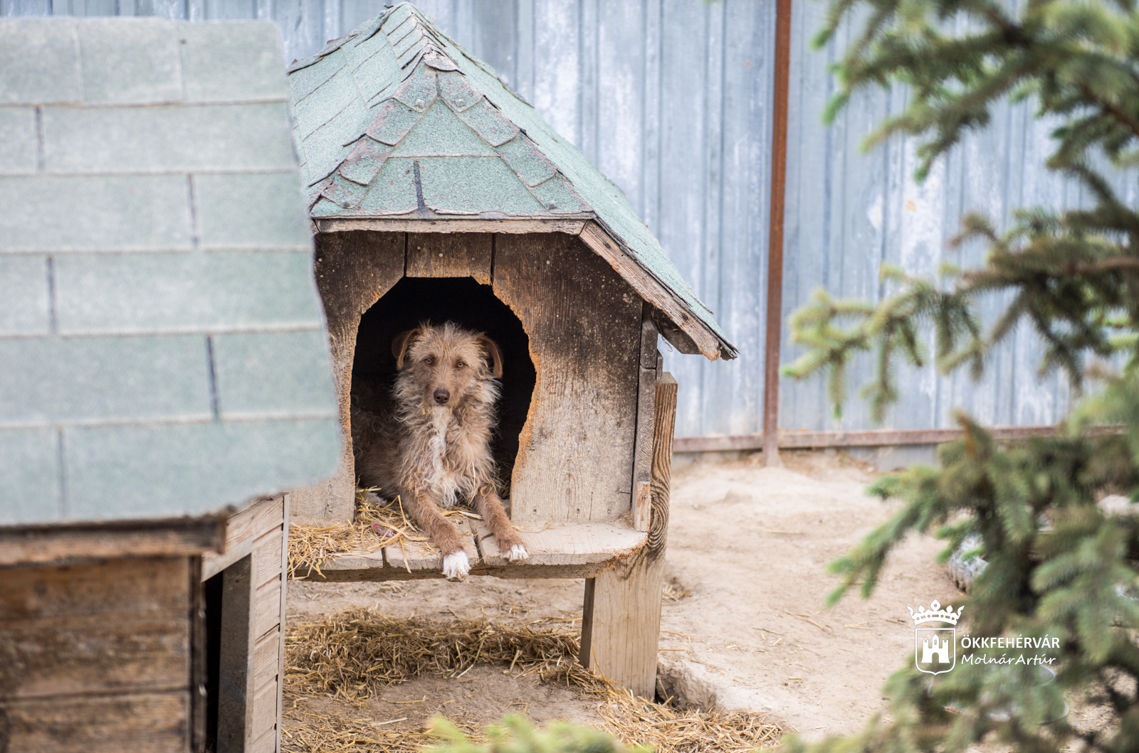 FEMA Állatmentők a rendkívüli időszakban