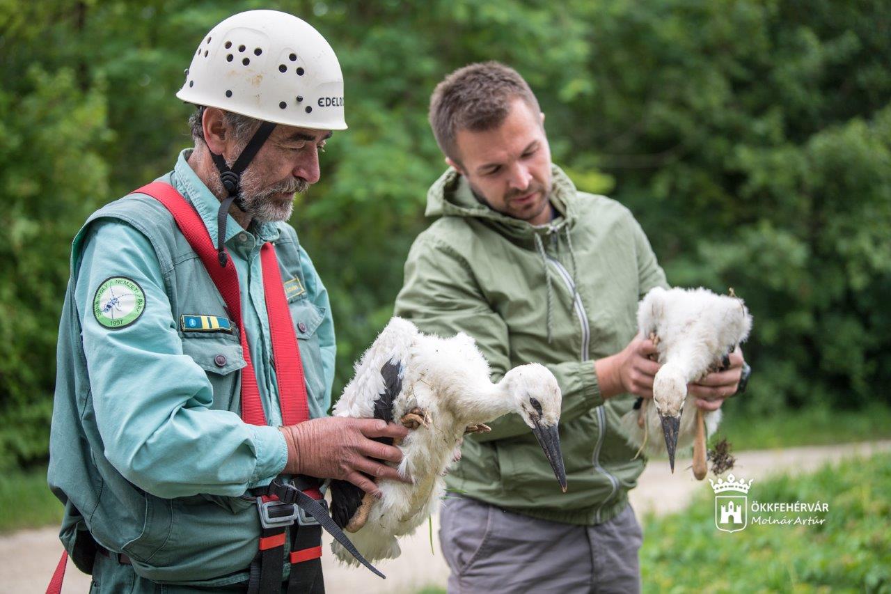 Nézze meg képeken, hogyan gyűrűzték a fehérvári gólyákat!
