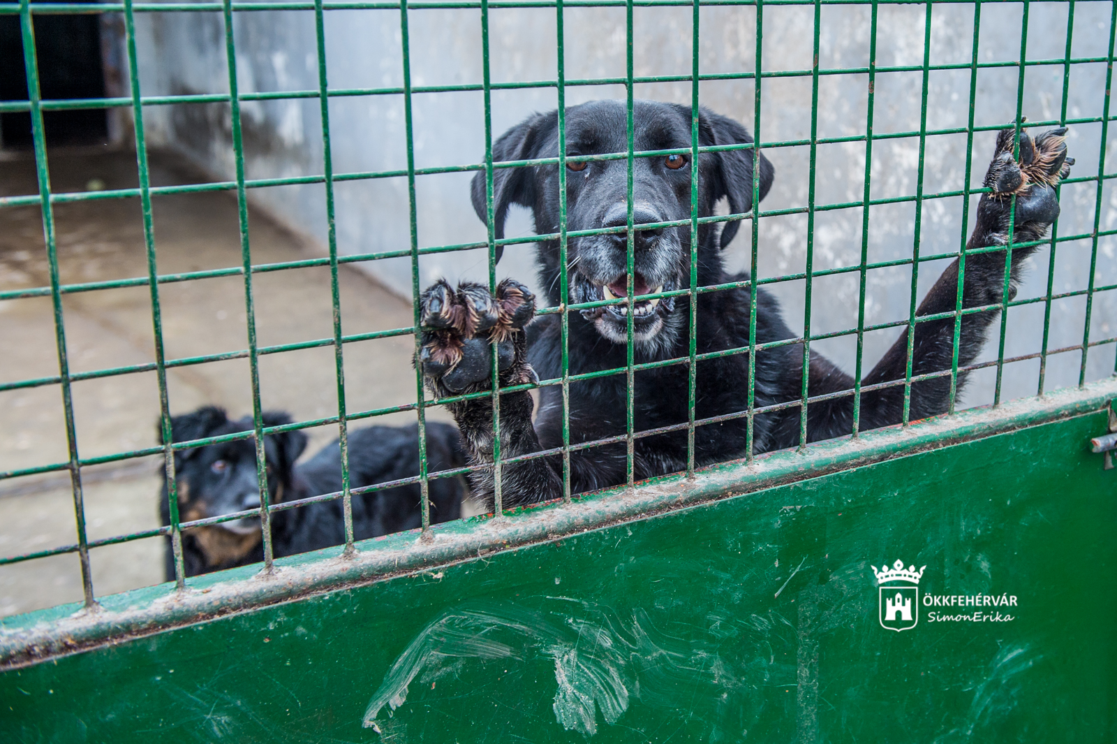 Karácsonyi adománygyűjtés a HEROSZ Fehérvári Állatotthonban