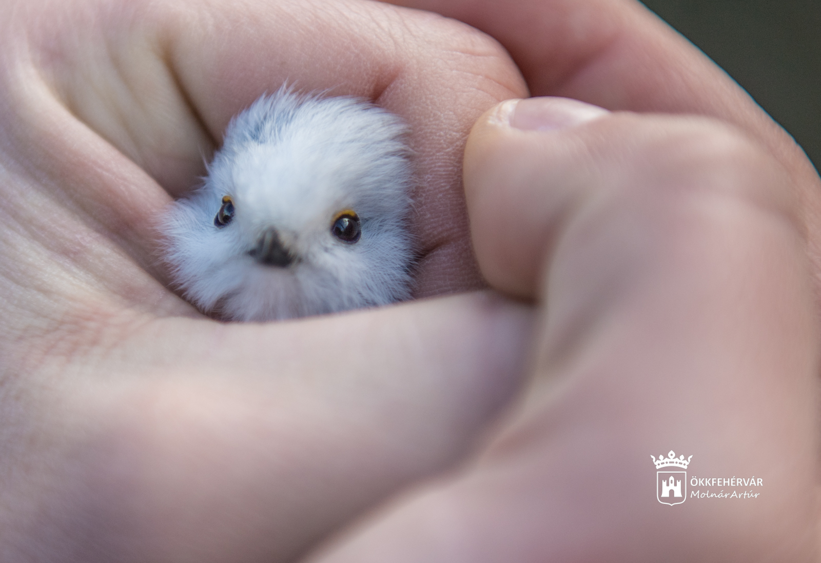 Madárgyűrűzés a Sóstó Természetvédelmi Területen
