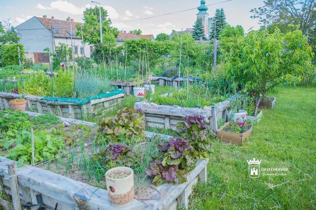 Fogadj örökbe egy fát akció Palotavárosban