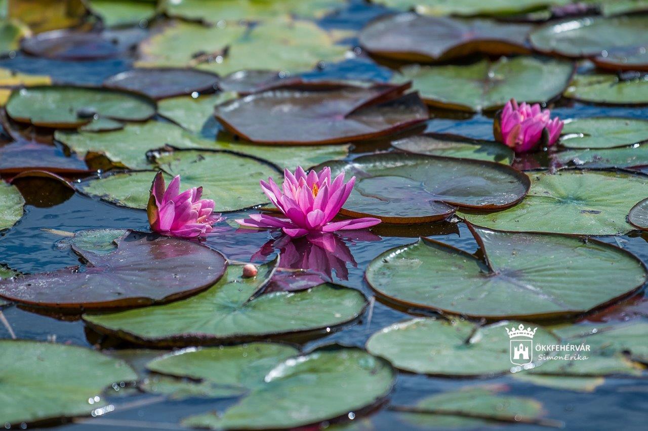 Egész nyáron virágzik a tavirózsa Sóstón