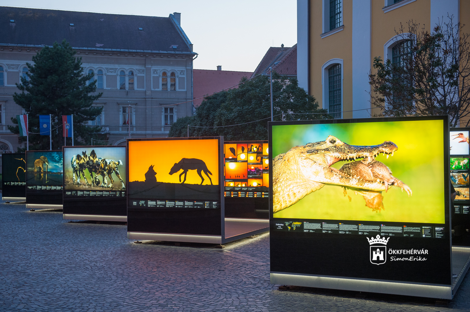 Máté Bence természetfotós kiállítása a Városház téren