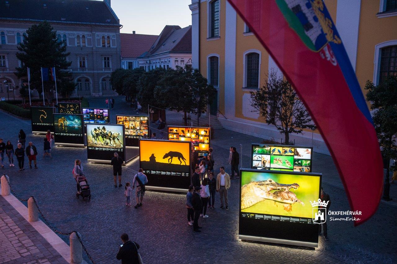 Így nyílt meg Máté Bence kiállítása Székesfehérváron