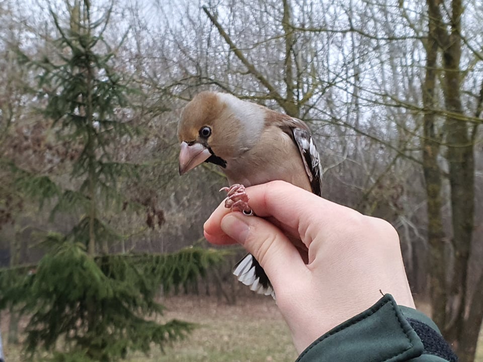 Év végi madárgyűrűzés a Sóstó Természetvédelmi Területen