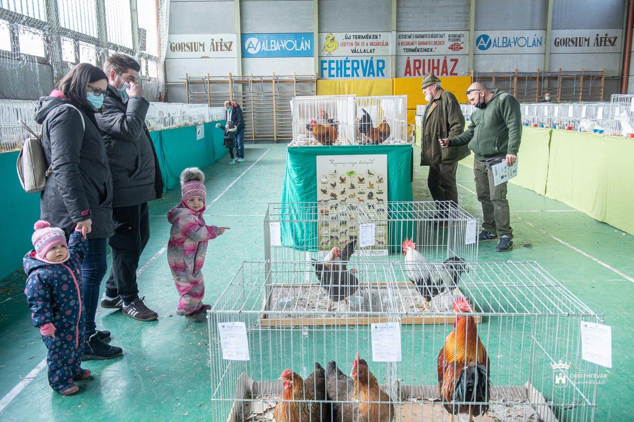 Nézze meg képeken a kisállat-kiállítást