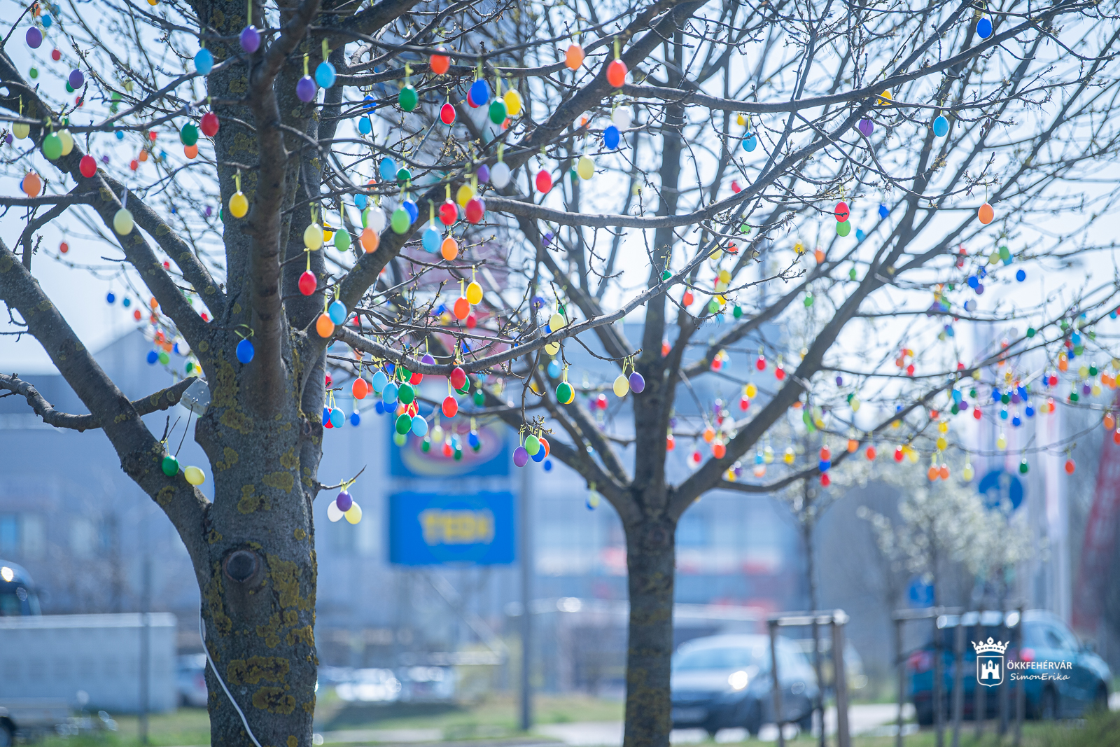 Így öltöztették tojásdíszbe a maroshegyi fákat 2022-ben