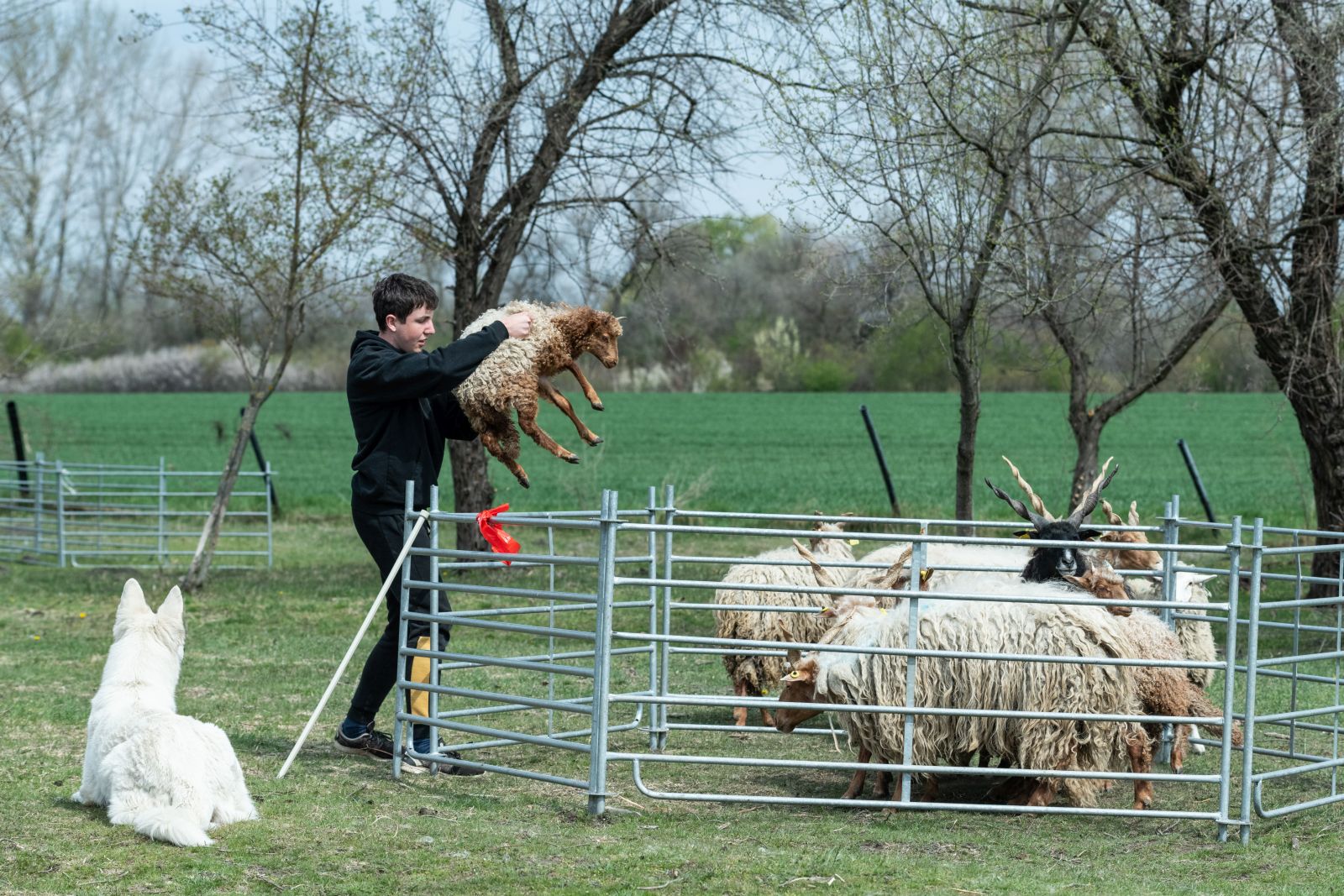 Terelőkutyák versenye a Nyúl-dűlőben