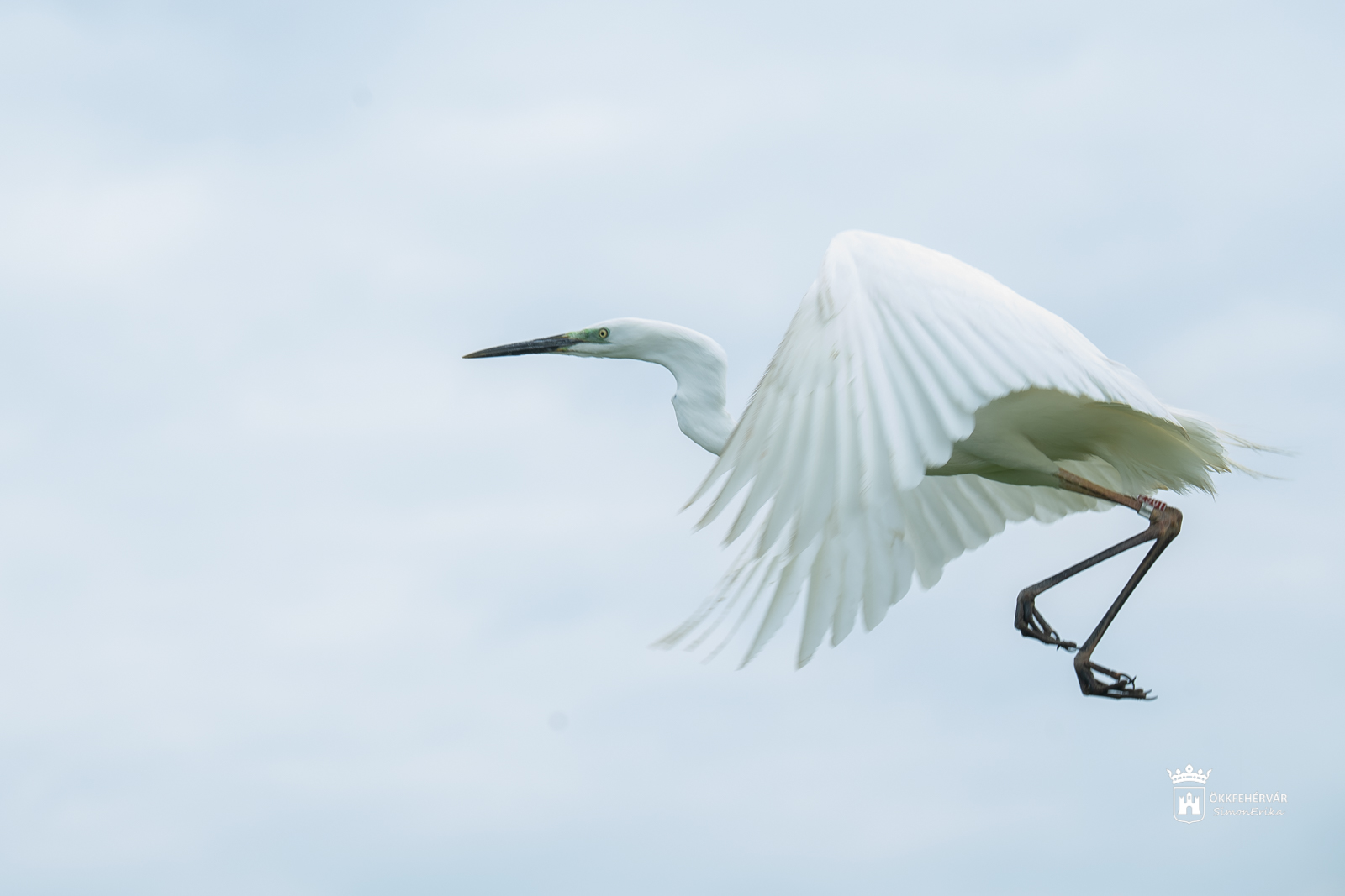 Visszatérhetett a természetbe a gyógyult nagy kócsag