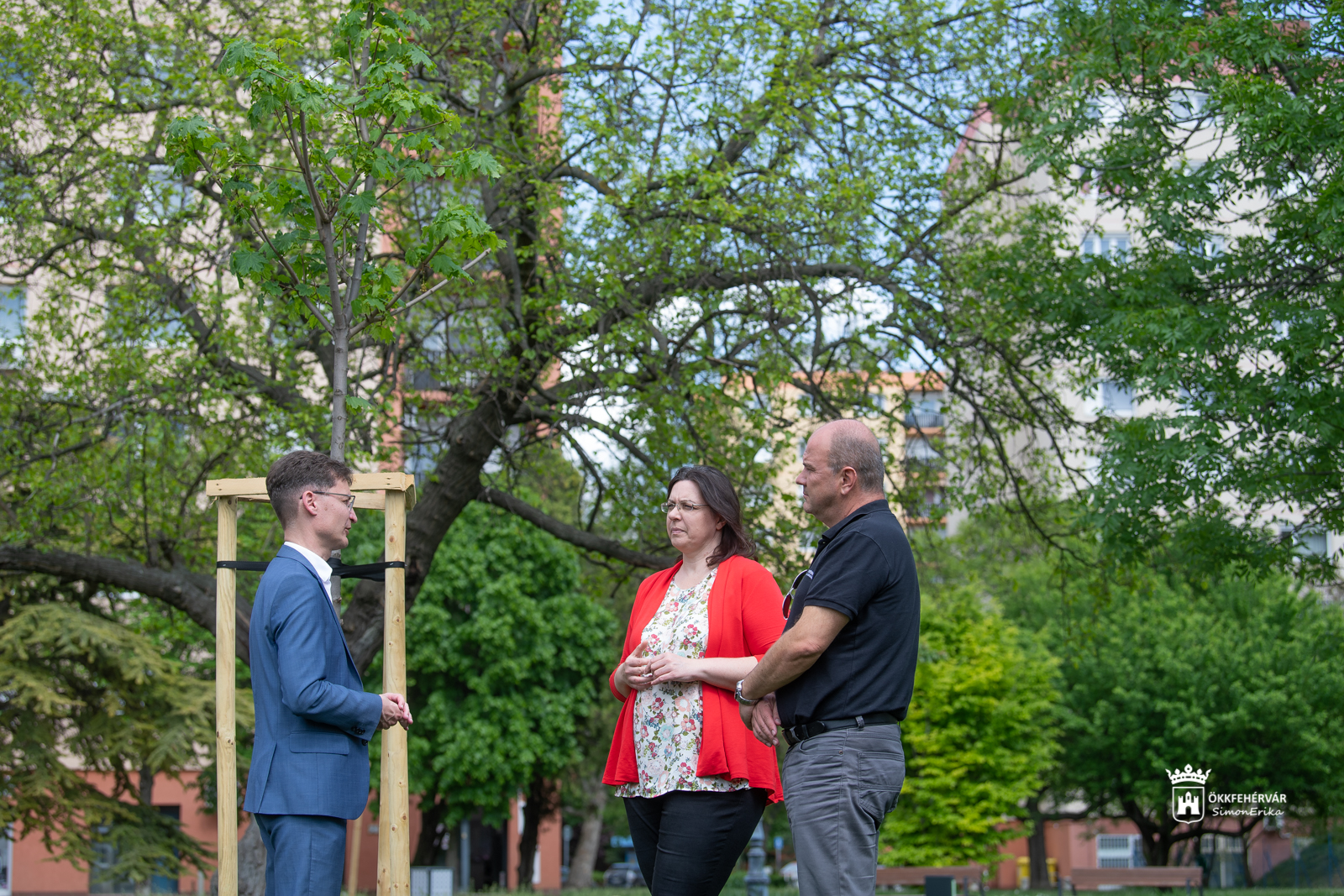 Születés fái a Jávor Ottó téren