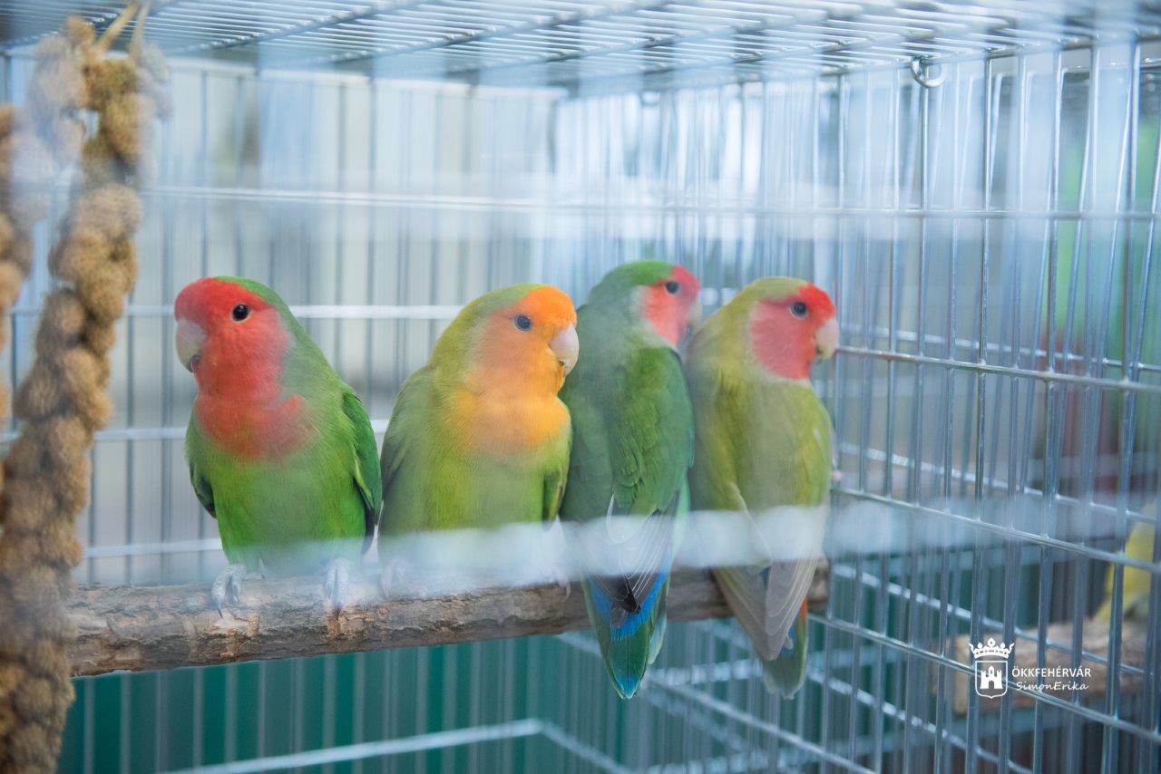 XXVII. Székesfehérvári Díszmadár Kiállítás a VOKE-ban