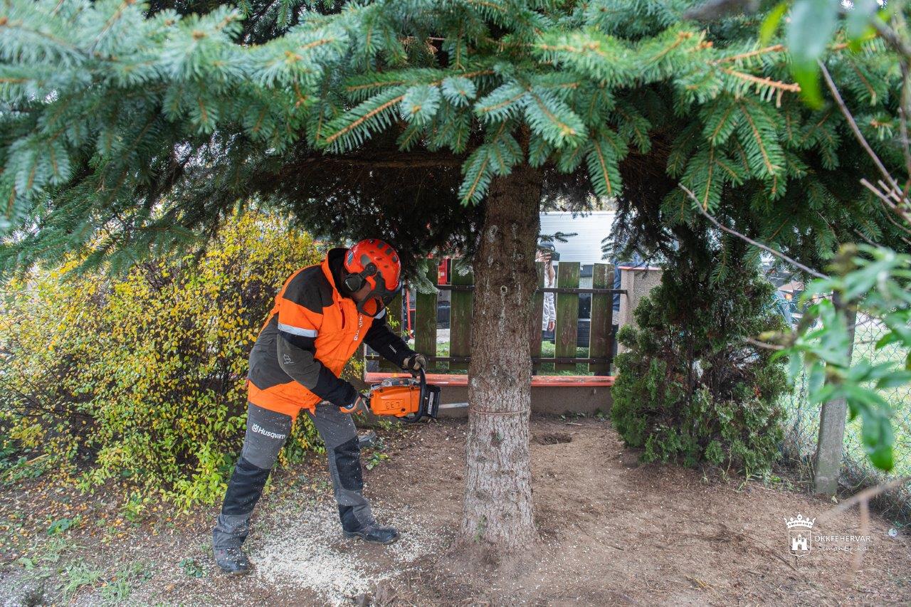 Így  érkezett Székesfehérvár karácsonyfája a Városház térre