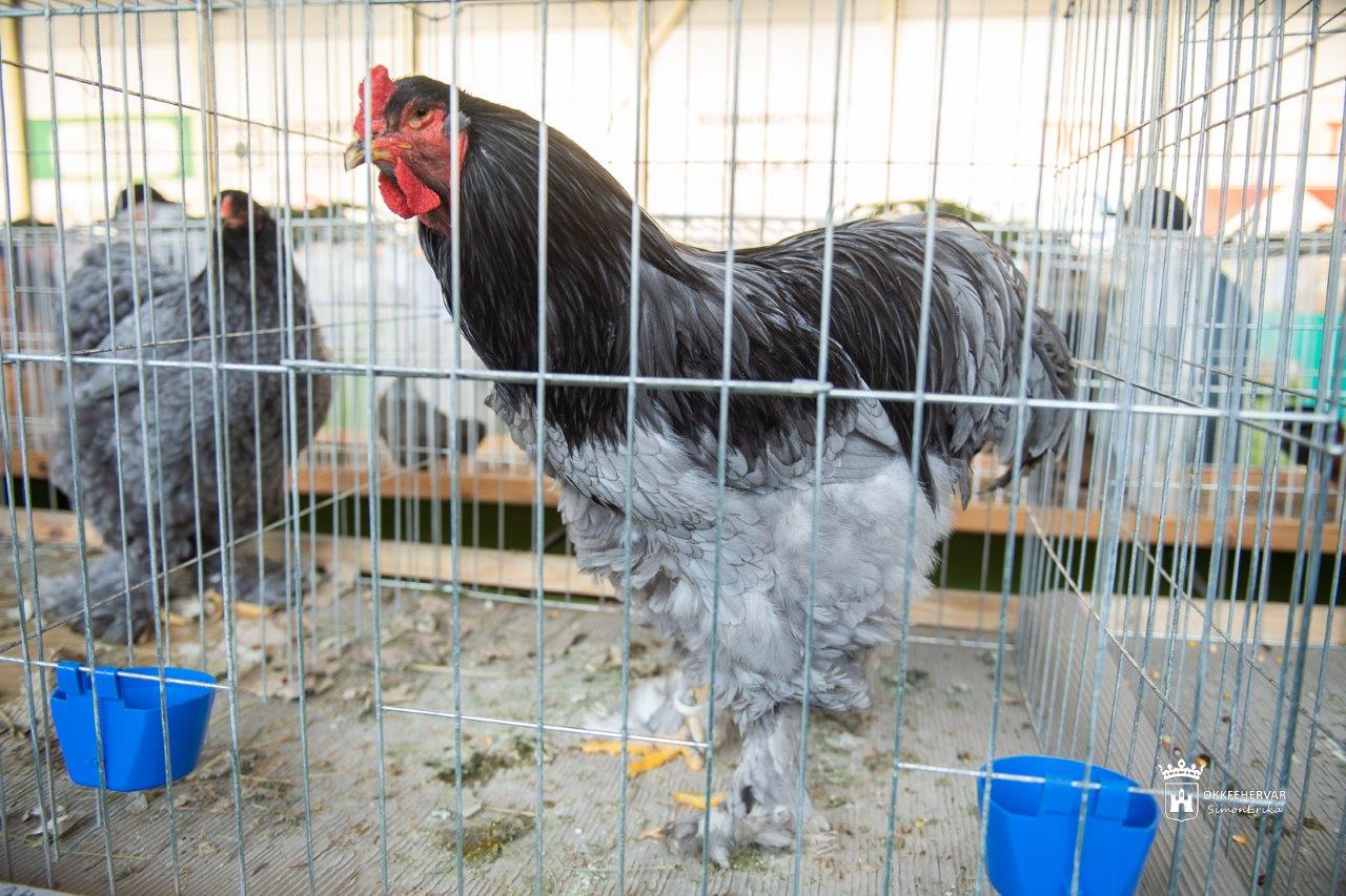 Kisállat kiállítás a Volán sportcsarnokban