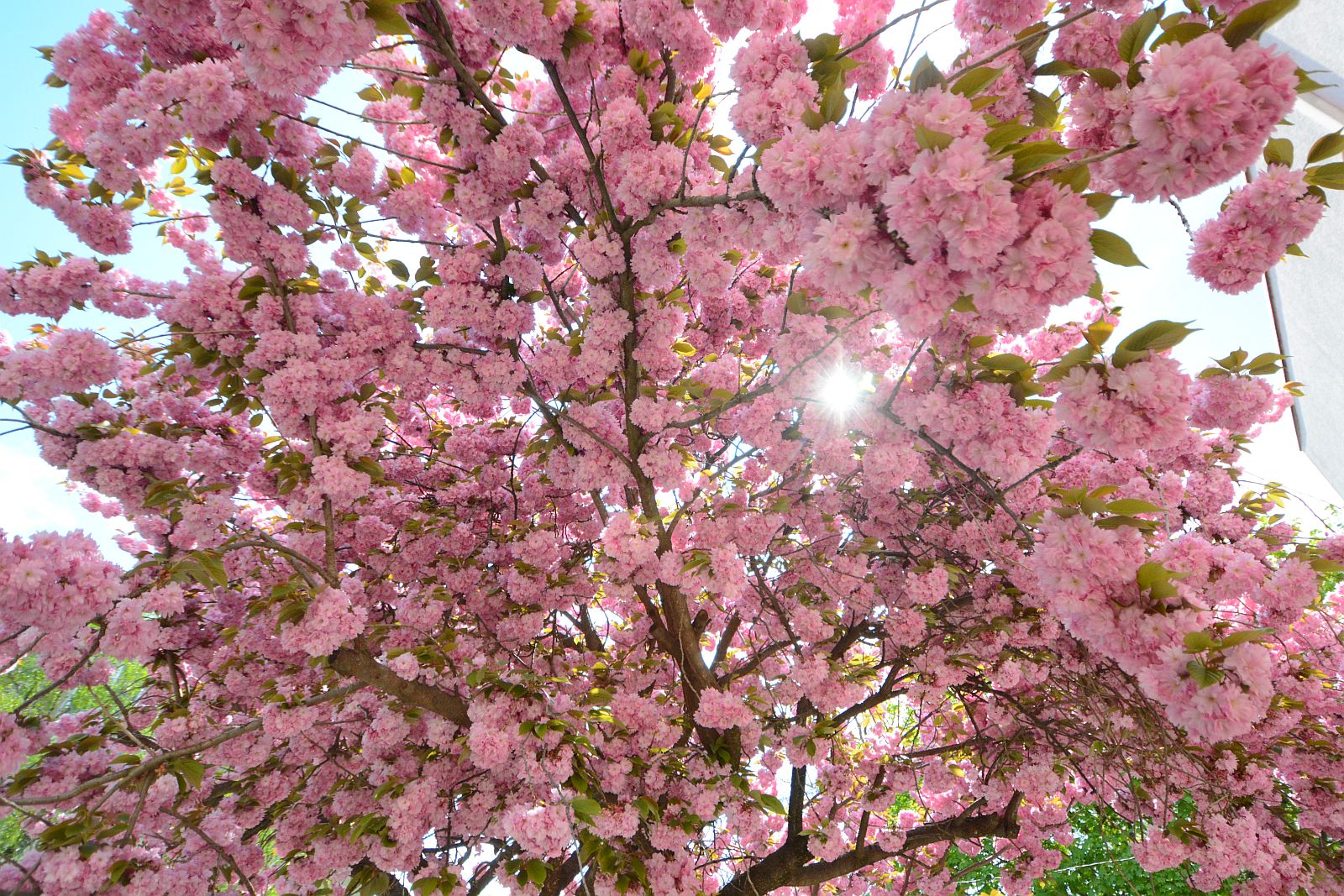 Csodálatosan virágba borultak a díszcseresznyék Fehérváron