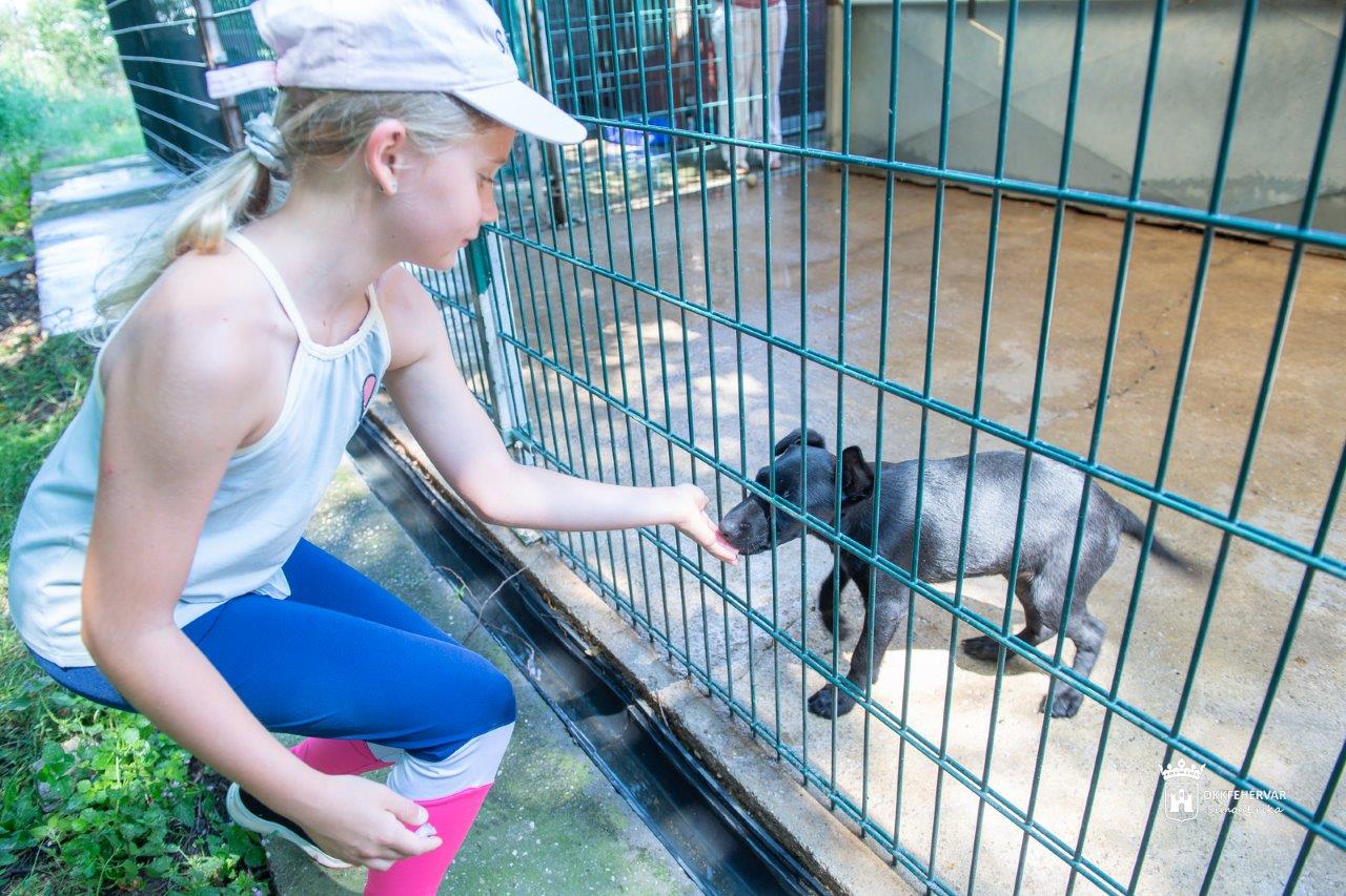 Nézzen be a HEROSZ Fehérvári Állatotthonának táborába!